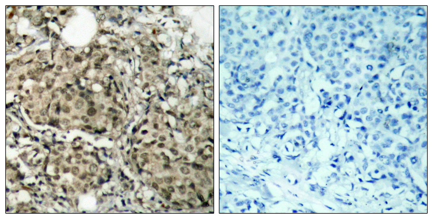 G3BP1 / G3BP Antibody (p232)