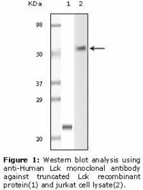 Monoclonal Mouse anti-Human p56lck / LCK Antibody (clone 8E5F9, 4B2C7, WB)