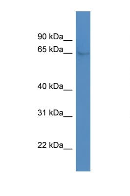 NR4A1 / NUR77 Antibody (aa346-395)