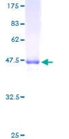 Human DEF8 Protein (Recombinant GST)