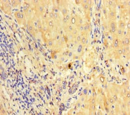 Cnpy2 / TMEM4 Antibody