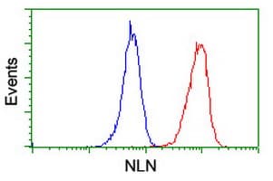 NLN / Neurolysin Antibody (clone OTI3A12)