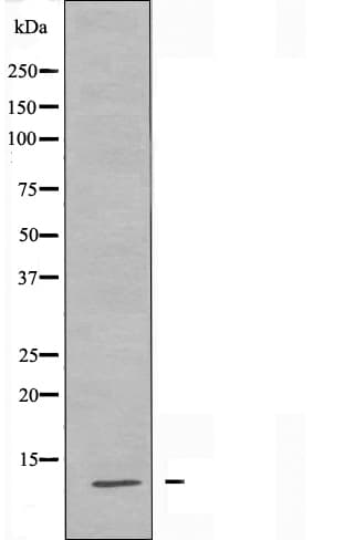 MRPS21 Antibody