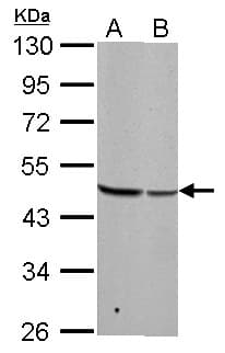 Polyclonal Rabbit anti-Human BZW2 Antibody (aa1-238, WB)
