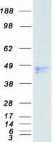 Human MSTN / GDF8 / Myostatin Protein (Recombinant Myc-DDK (Flag))
