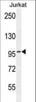 RBL2 / RB2 p130 Antibody (aa165-194)