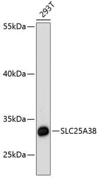 SLC25A38 Antibody