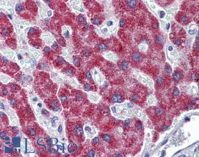 IHC-plus™ HAO1 Antibody