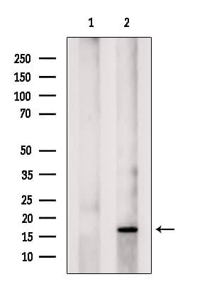NOLA2 Antibody