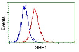 GBE1 Antibody (clone OTI4A1)