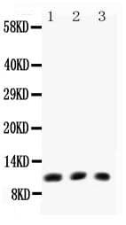 CCL11 / Eotaxin Antibody (aa24-97)