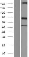 NEURL1B Protein (Over-Expression Lysate Myc-DDK (Flag))