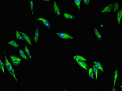 Polyclonal Rabbit anti-Human MAP10 / KIAA1383 Antibody