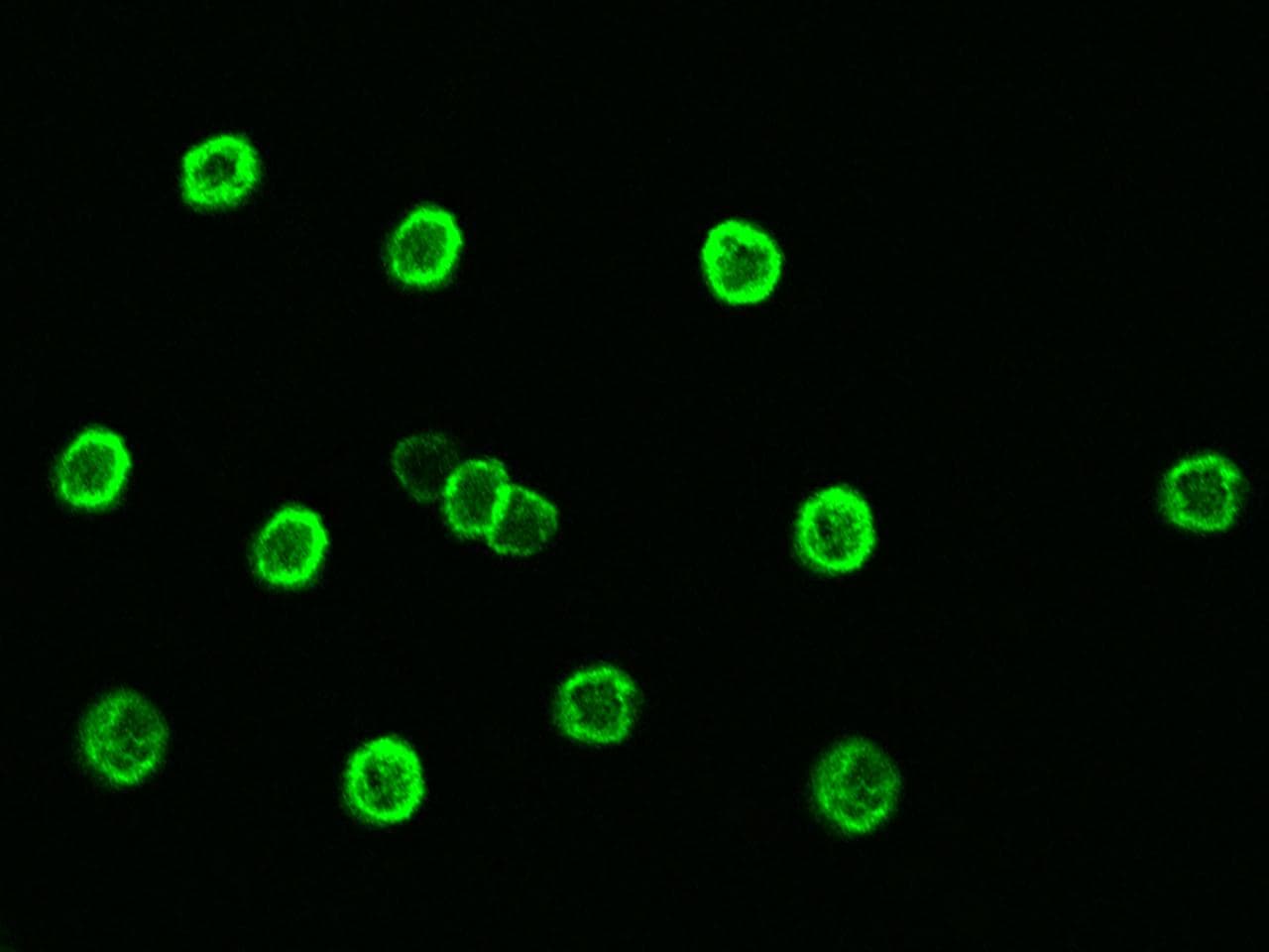 CD38 Antibody (Preservative Free)