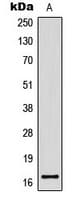 Histone H4 Antibody (phospho-Ser47)
