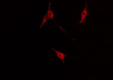Polyclonal Rabbit anti-Human NTRK2 / TRKB Antibody (phospho-Tyr515, IHC, IF, WB)