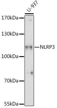 NALP3 / NLRP3 Antibody