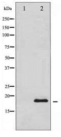 SNCA / Alpha-Synuclein Antibody