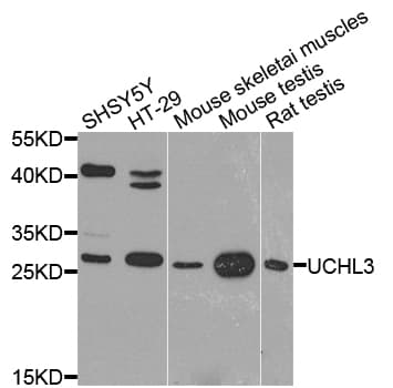 UCHL3 Antibody