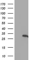 HES1 / HES-1 Antibody (clone OTI7B9)