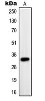 PAX9 Antibody (Internal)