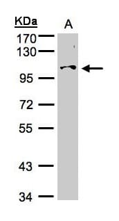 NCKAP1 / NAP125 Antibody (aa693-936)