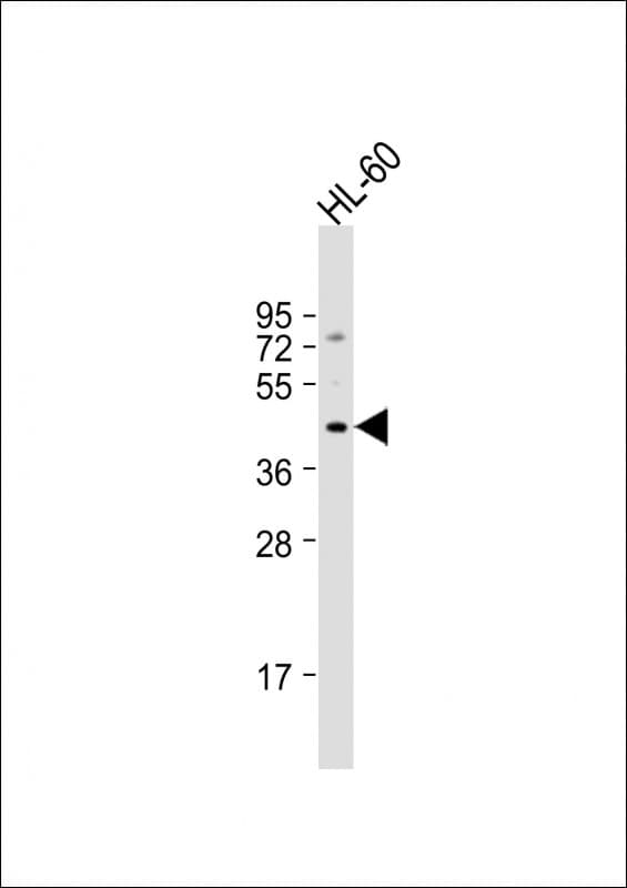 ADRB3 Antibody (aa216-249)