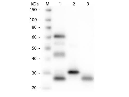 Polyclonal Goat Anti-Chicken IgY Secondary Antibody (AP, IHC, WB)