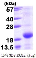 Human BMF Protein (Recombinant)