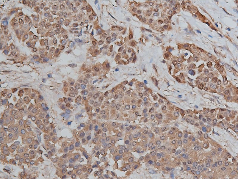 HSP90AB1 / HSP90 Alpha B1 Antibody