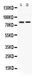 GP78 / AMFR Antibody