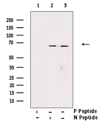 YAP / YAP1 Antibody (phospho-Ser127)
