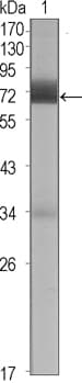CER1 Antibody (clone 5C6)