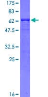 Human HAX-1 Protein (Recombinant GST)