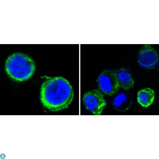 AXL Antibody