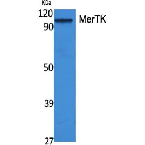 MER / MERTK Antibody (10-90 aa, N-terminal)