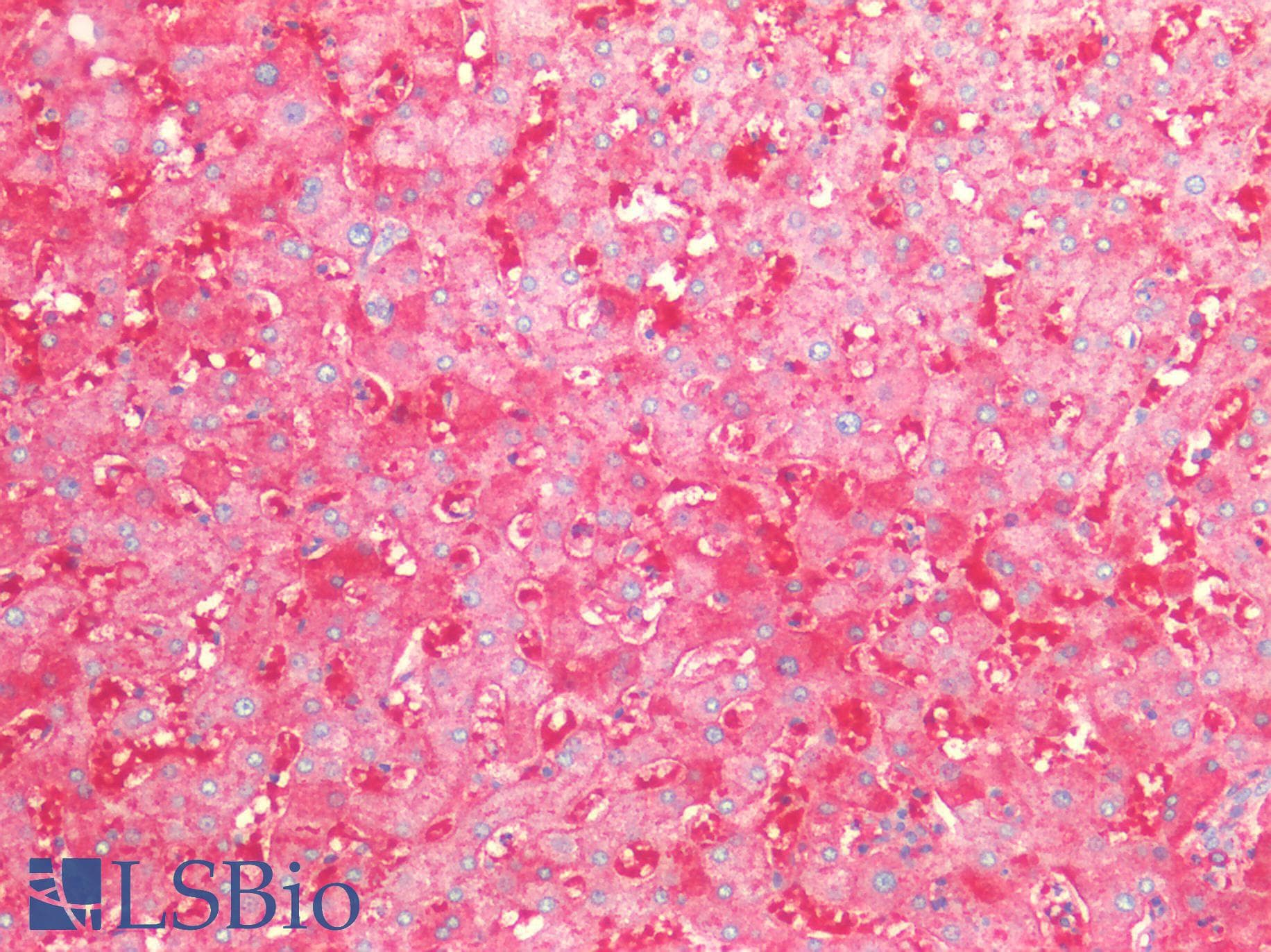 Monoclonal Rat anti-Mouse F8 / FVIII / Factor VIII Antibody (clone 9035, IHC, WB)