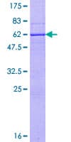 Human RNF212 Protein (Recombinant GST)