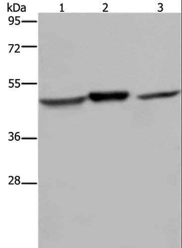 NDUFS2 Antibody