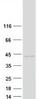 Human C9orf78 Protein (Recombinant Myc-DDK (Flag))