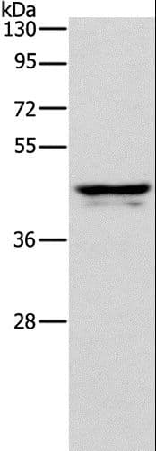 IHC-plus™ APOL1 / Apolipoprotein L Antibody