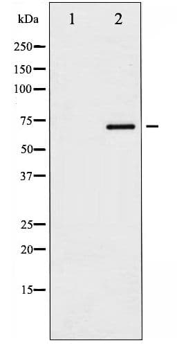 Polyclonal Rabbit anti-Human SOX9 Antibody (phospho-Ser181, IHC, IF, WB)