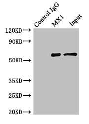 MX1 / MX Antibody