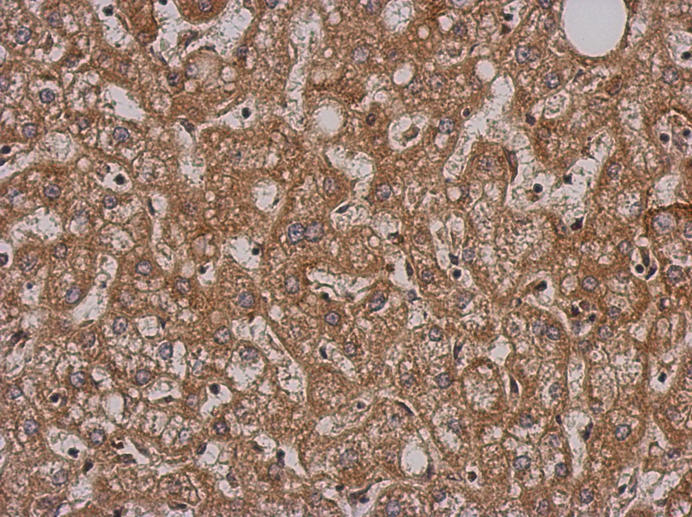 SH2D3C / NSP3 Antibody (C-Terminus)
