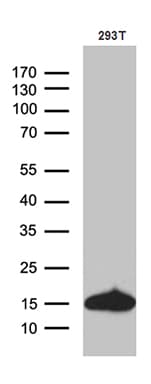 CHCHD10 Antibody (aa17-142, clone OTI4C12)