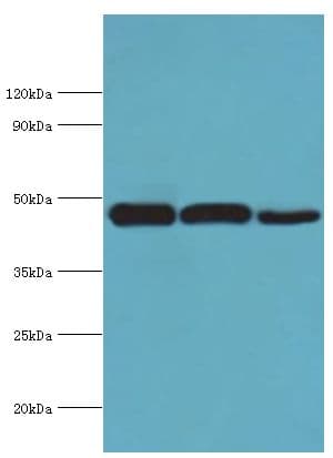 EIF4A1 Antibody (aa167-406)