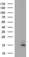 MSMB / MSP Antibody (clone OTI1H10)