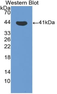 CXCL11 Antibody (aa22-94)