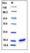 Human CD40L Protein (Recombinant His,C-terminus)