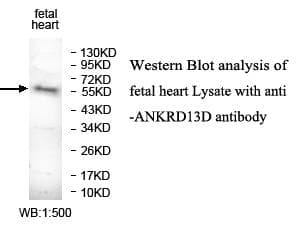 Polyclonal Rabbit anti-Human ANKRD13D Antibody (aa100-267, WB)